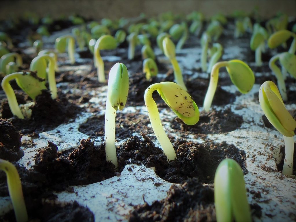 seedlings in the garden