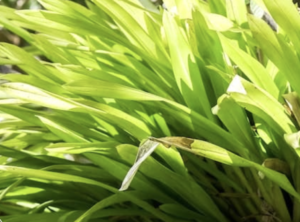 vibrant green plant