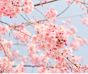 Cherry Blossoms branches