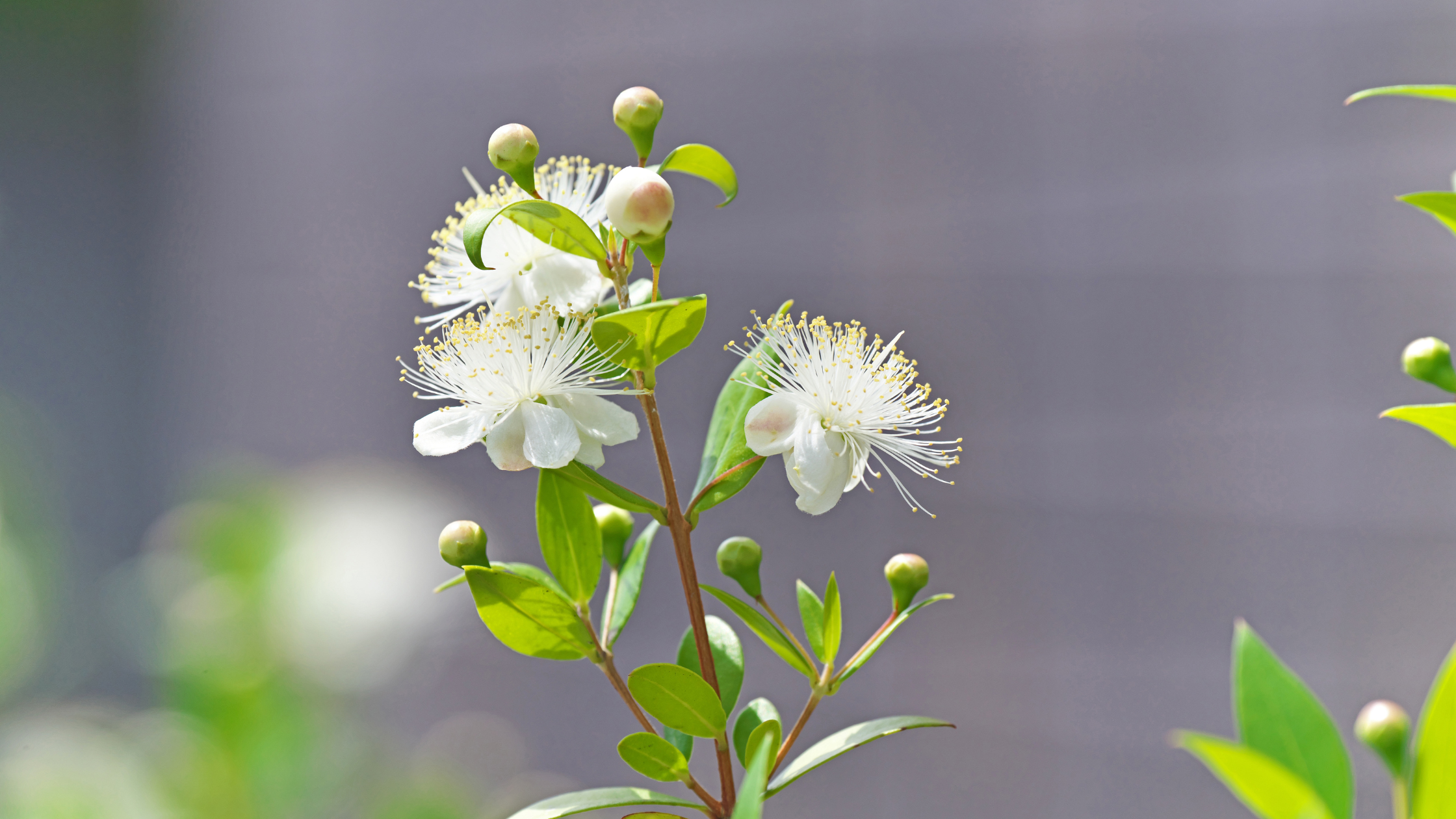 Lemon Myrtle Blossom